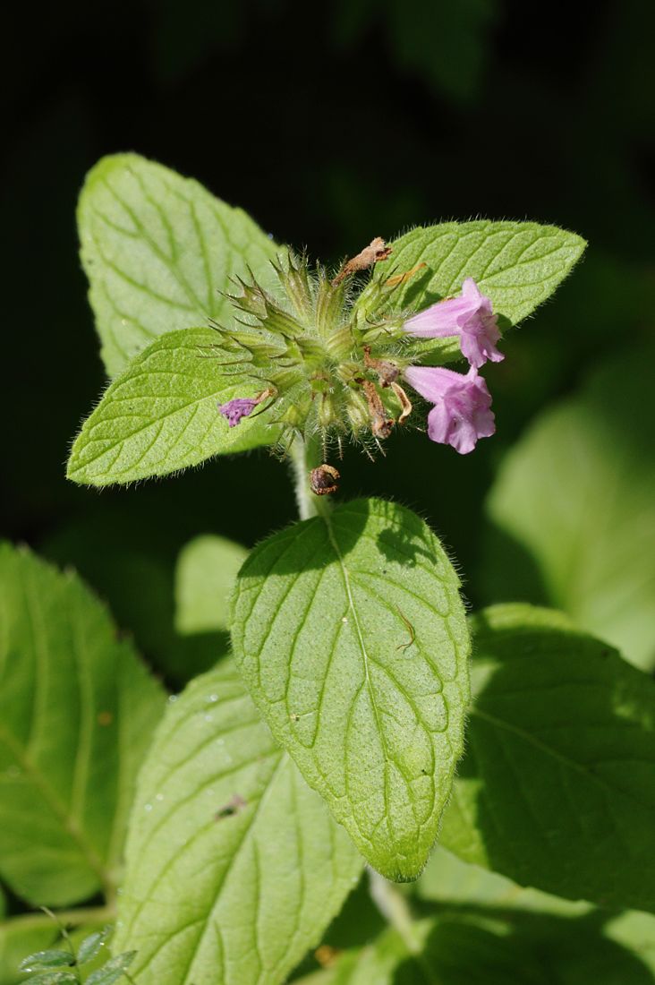 Image of Clinopodium vulgare specimen.