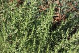 Amaranthus albus