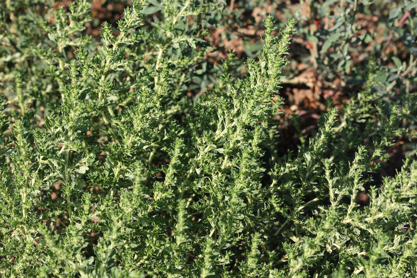 Изображение особи Amaranthus albus.