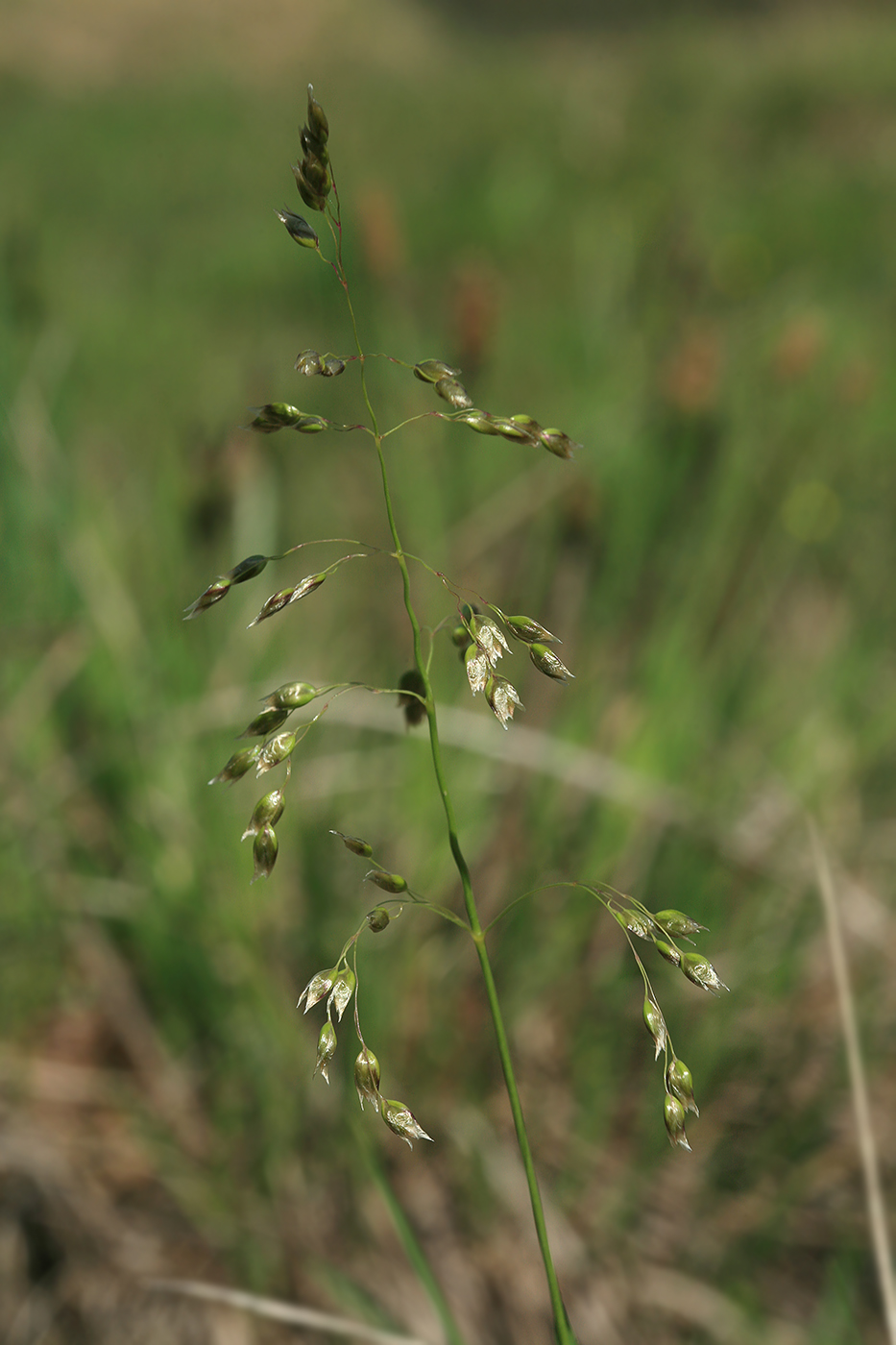 Image of Hierochloe odorata specimen.