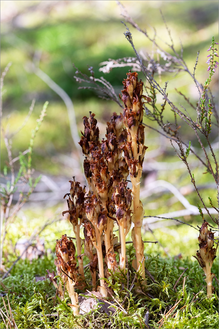 Image of Hypopitys monotropa specimen.