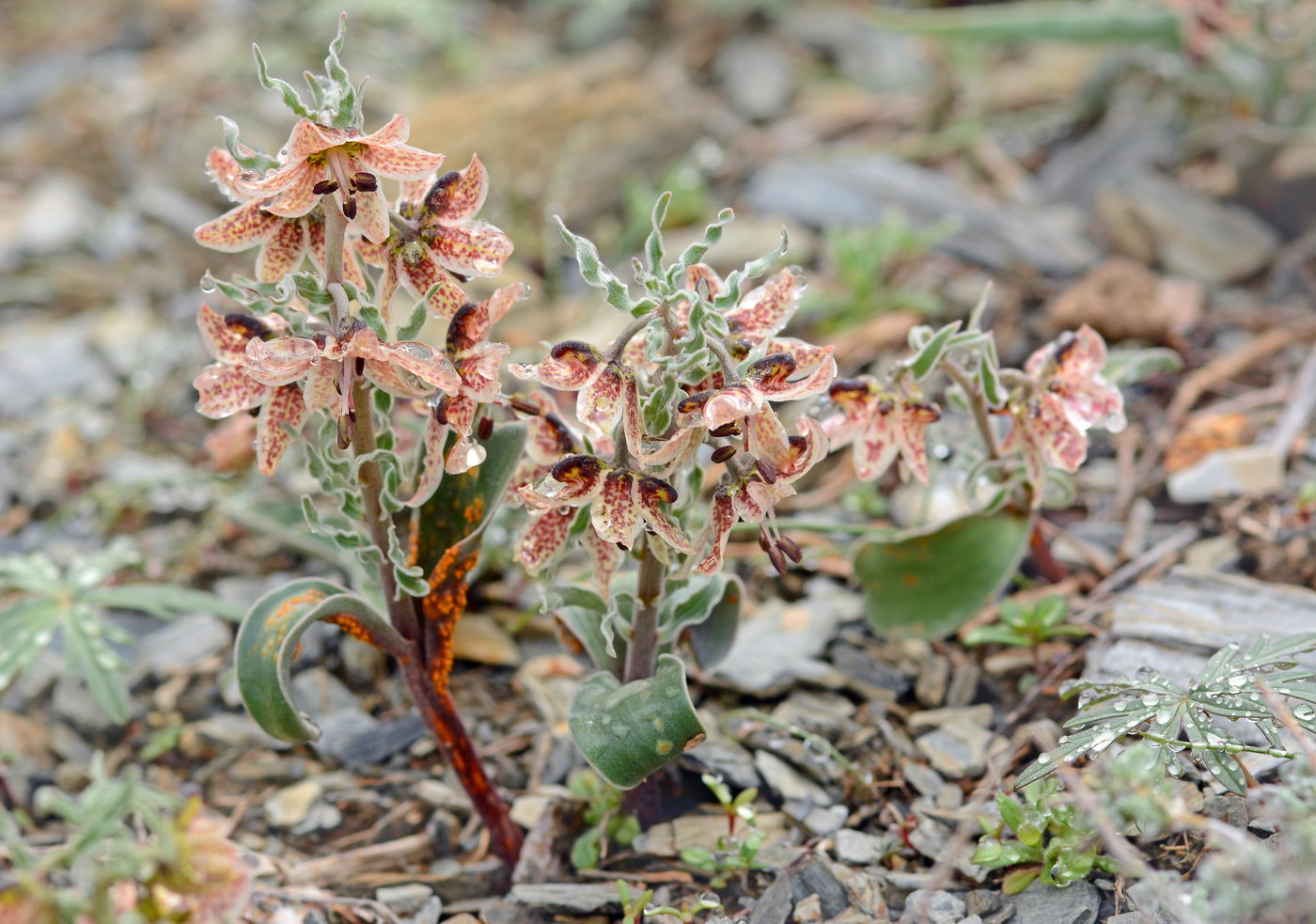 Изображение особи Rhinopetalum karelinii.