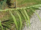 Arundo donax