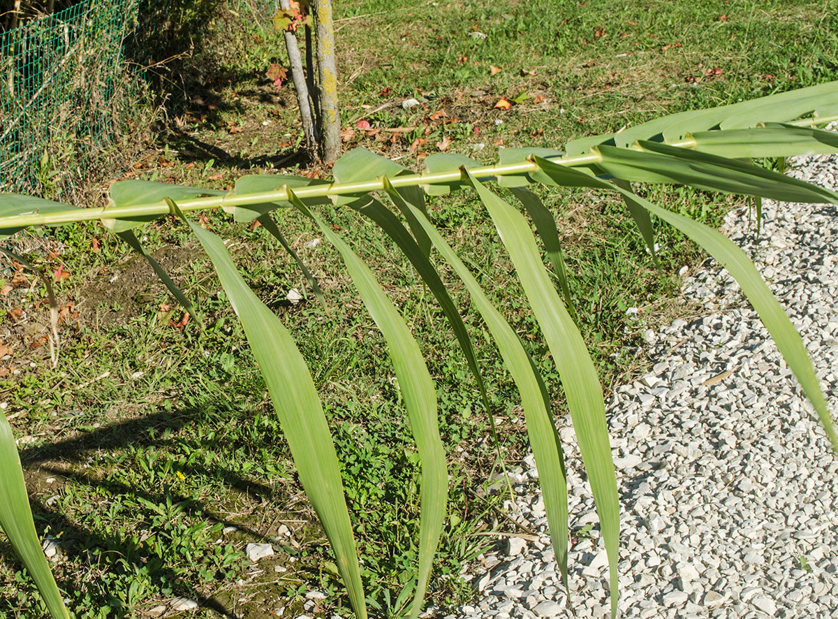 Изображение особи Arundo donax.