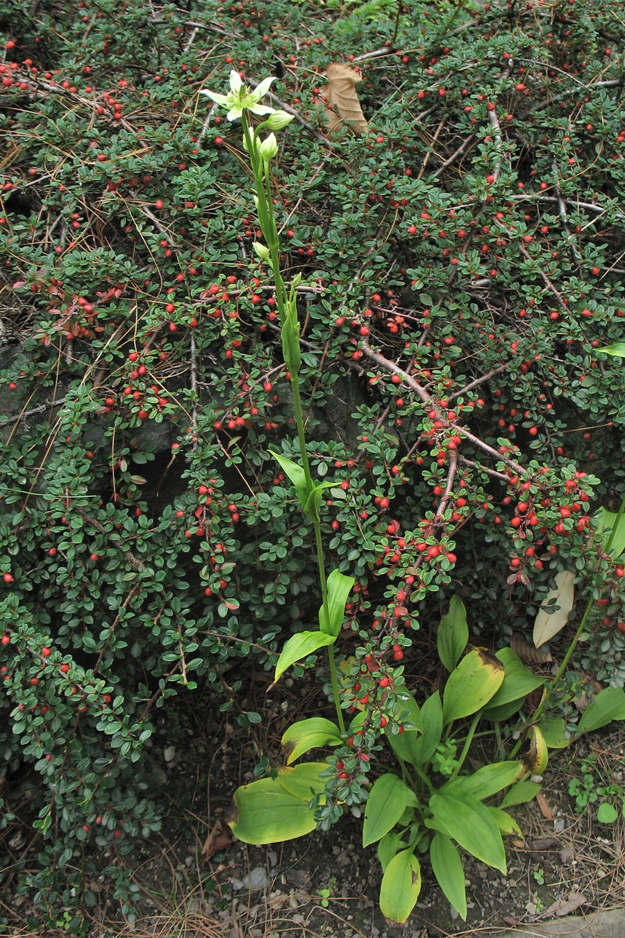 Image of Swertia speciosa specimen.