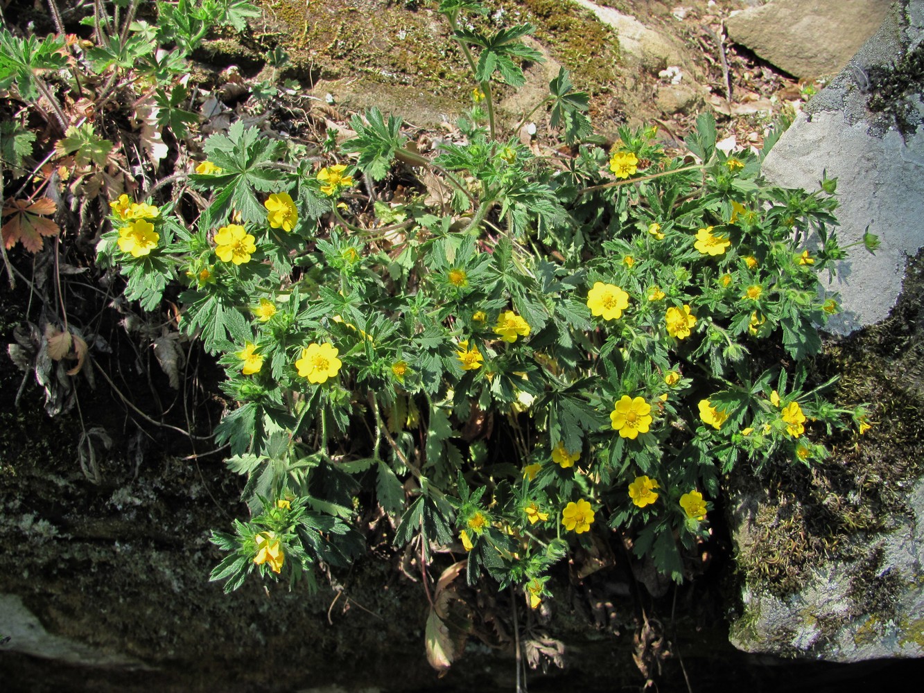 Image of Potentilla caucasica specimen.