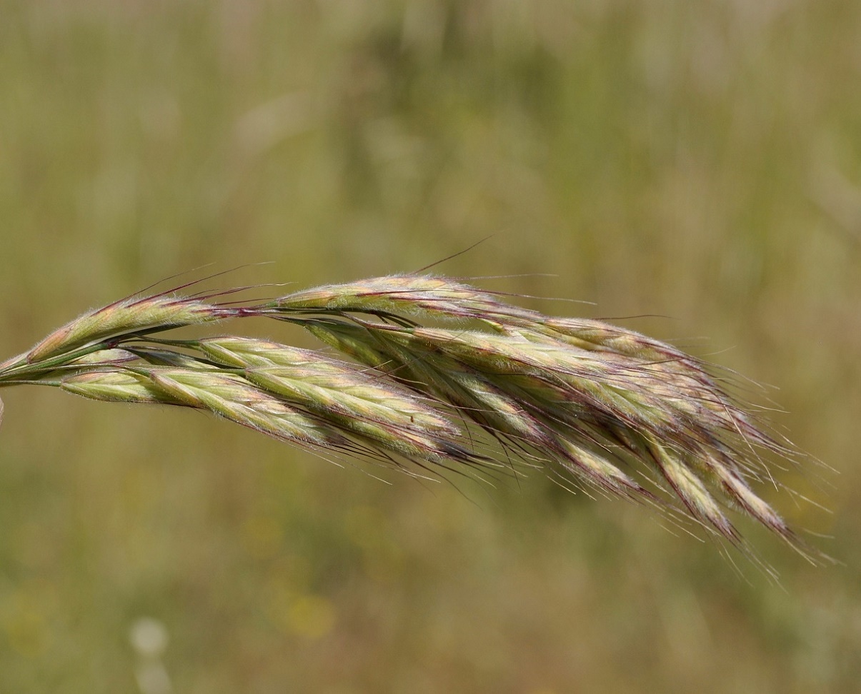 Image of genus Bromus specimen.