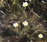 Ranunculus subrigidus