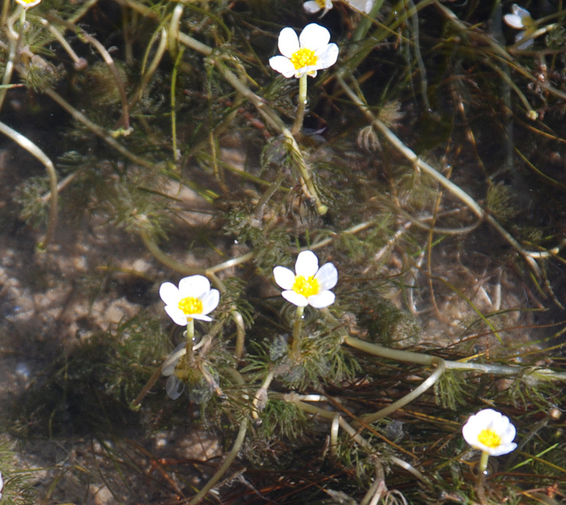 Изображение особи Ranunculus subrigidus.