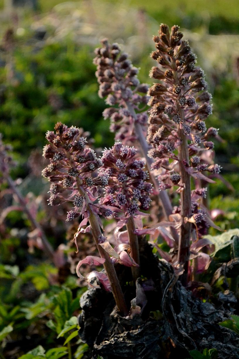 Изображение особи Petasites hybridus.