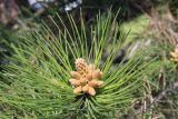 Pinus nigra