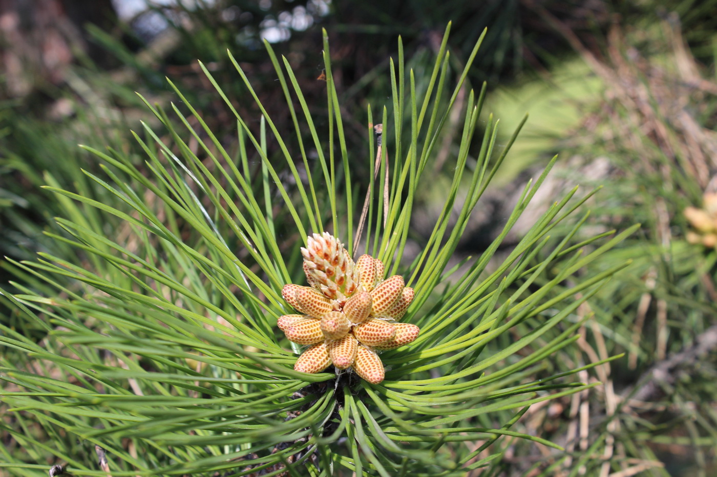 Изображение особи Pinus nigra.