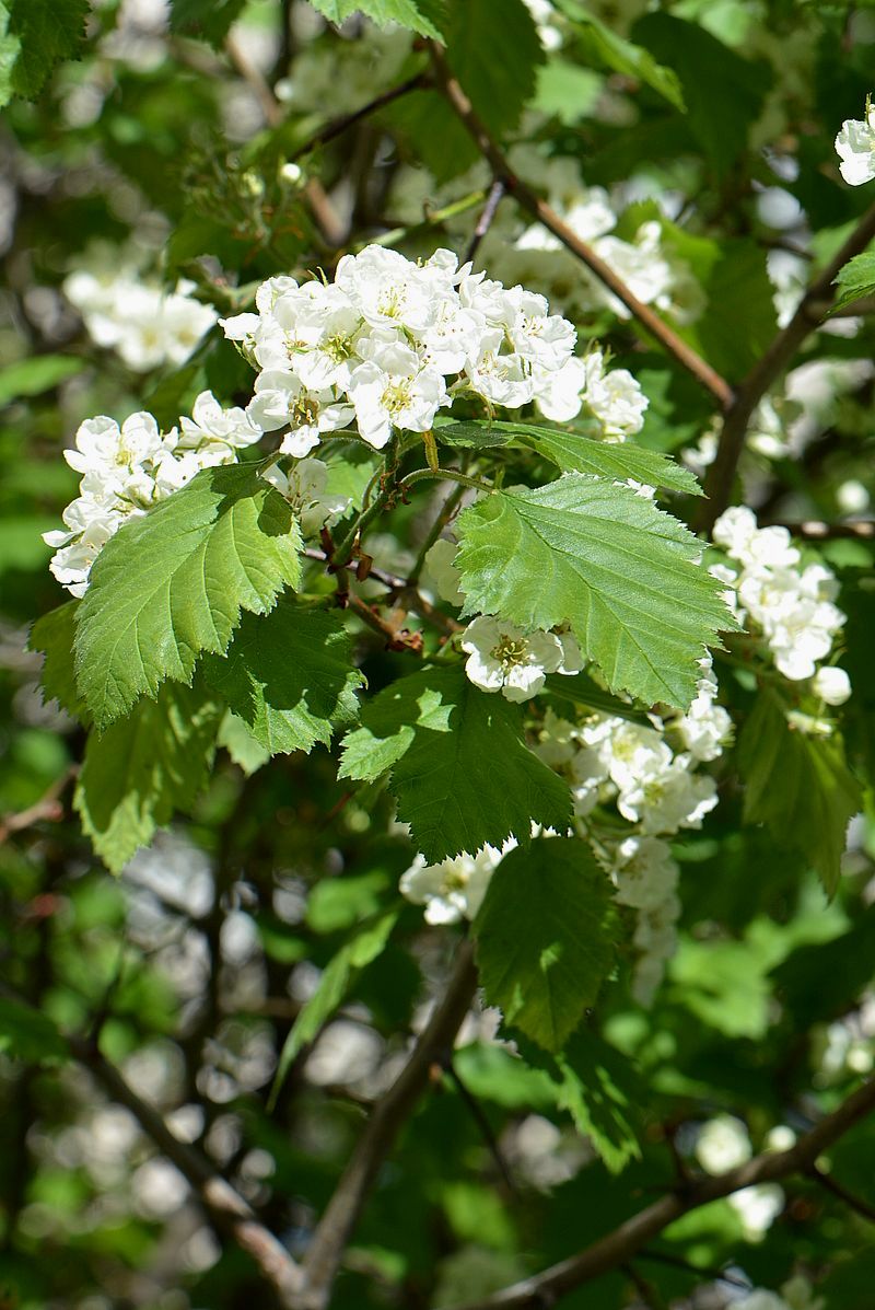 Изображение особи Crataegus submollis.