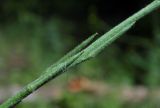 Sisymbrium officinale