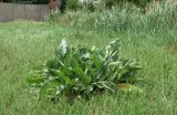 Senecio schwetzowii