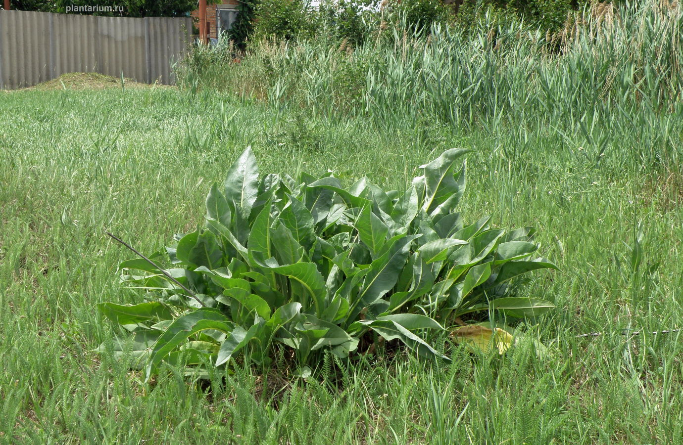 Изображение особи Senecio schwetzowii.