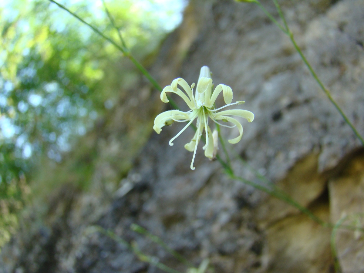 Изображение особи Silene neoladyginae.