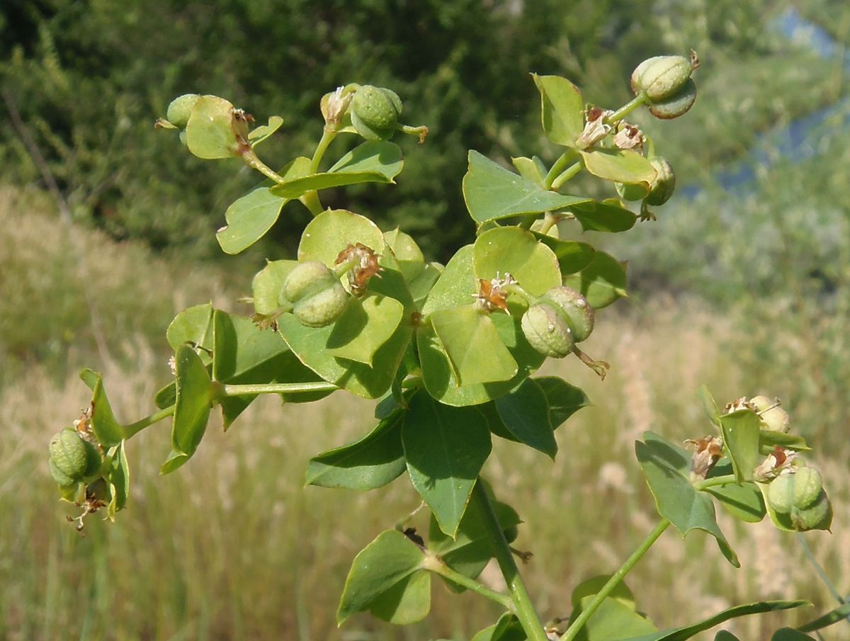 Изображение особи род Euphorbia.