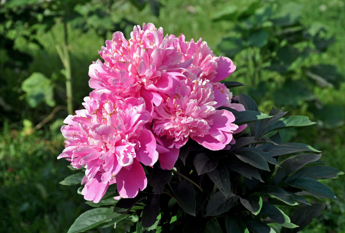 Image of Paeonia lactiflora specimen.