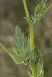 род Senecio