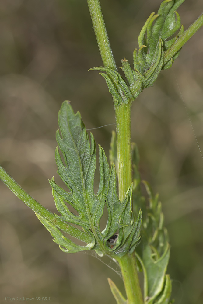 Image of genus Senecio specimen.