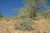 Ferula karelinii