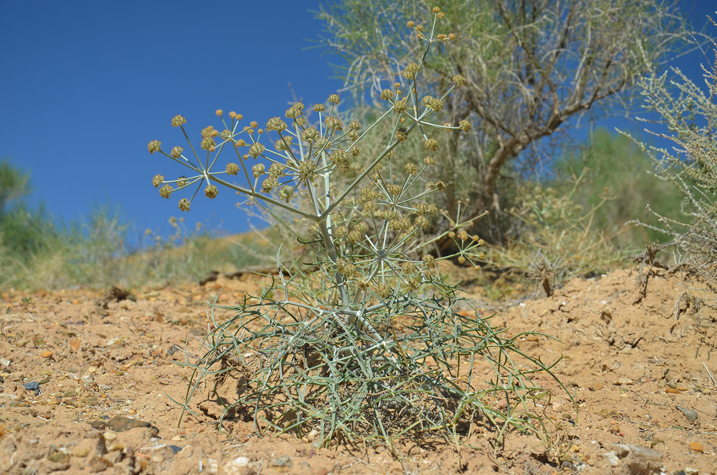 Image of Ferula karelinii specimen.