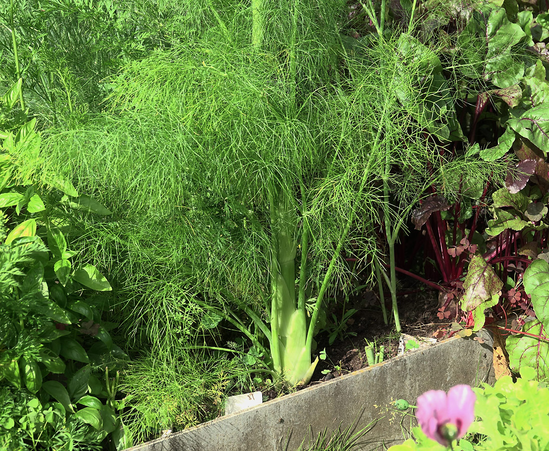 Изображение особи Foeniculum vulgare.