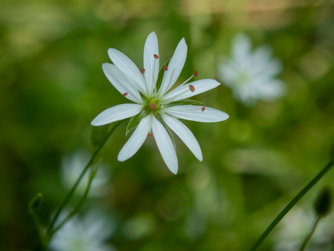 Image of Stellaria graminea specimen.