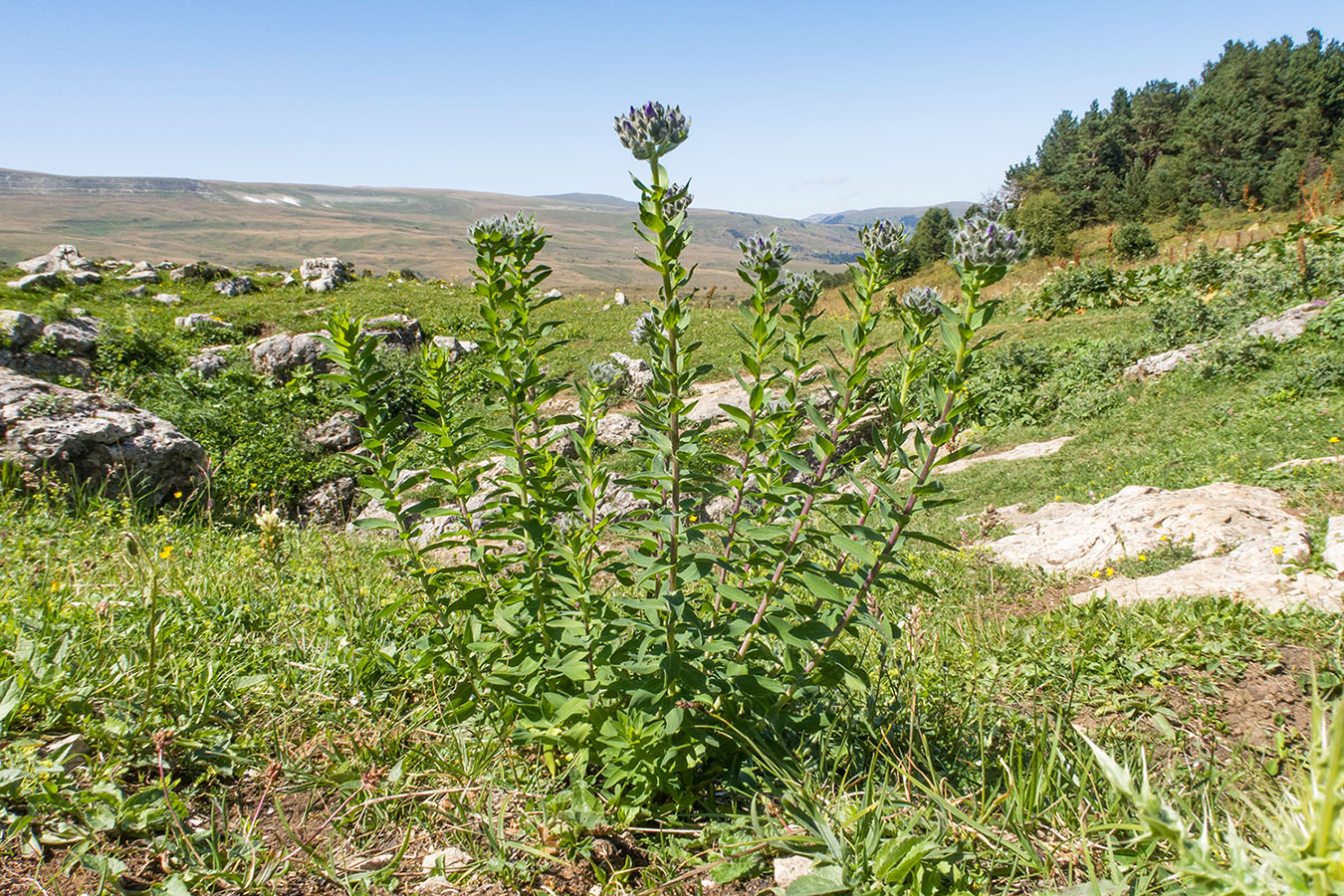 Изображение особи Linum hypericifolium.