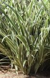 Dianella tasmanica