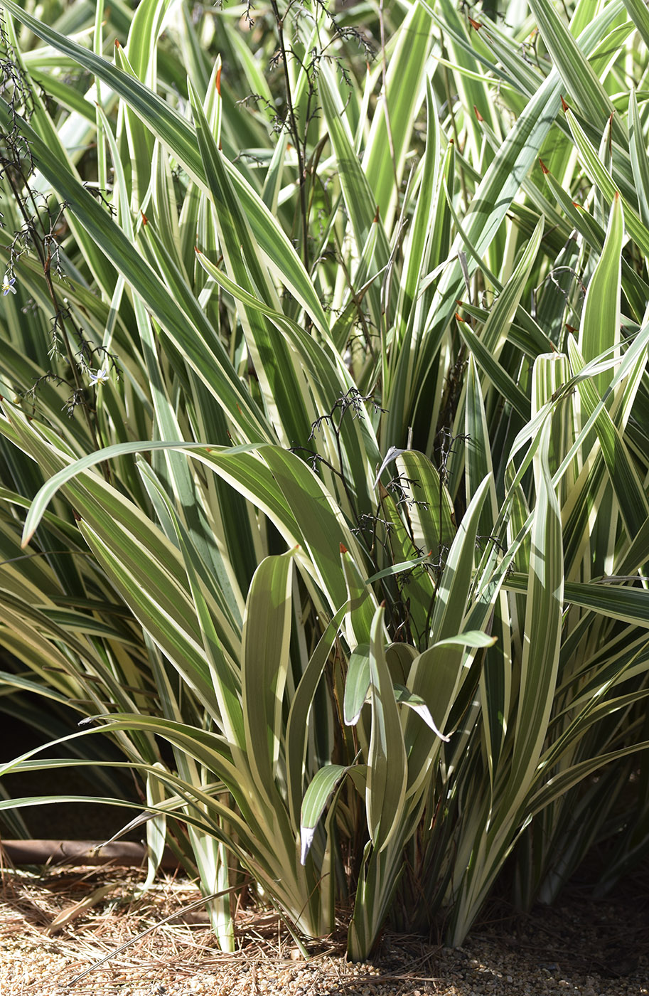 Image of Dianella tasmanica specimen.