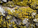 Candelariella vitellina