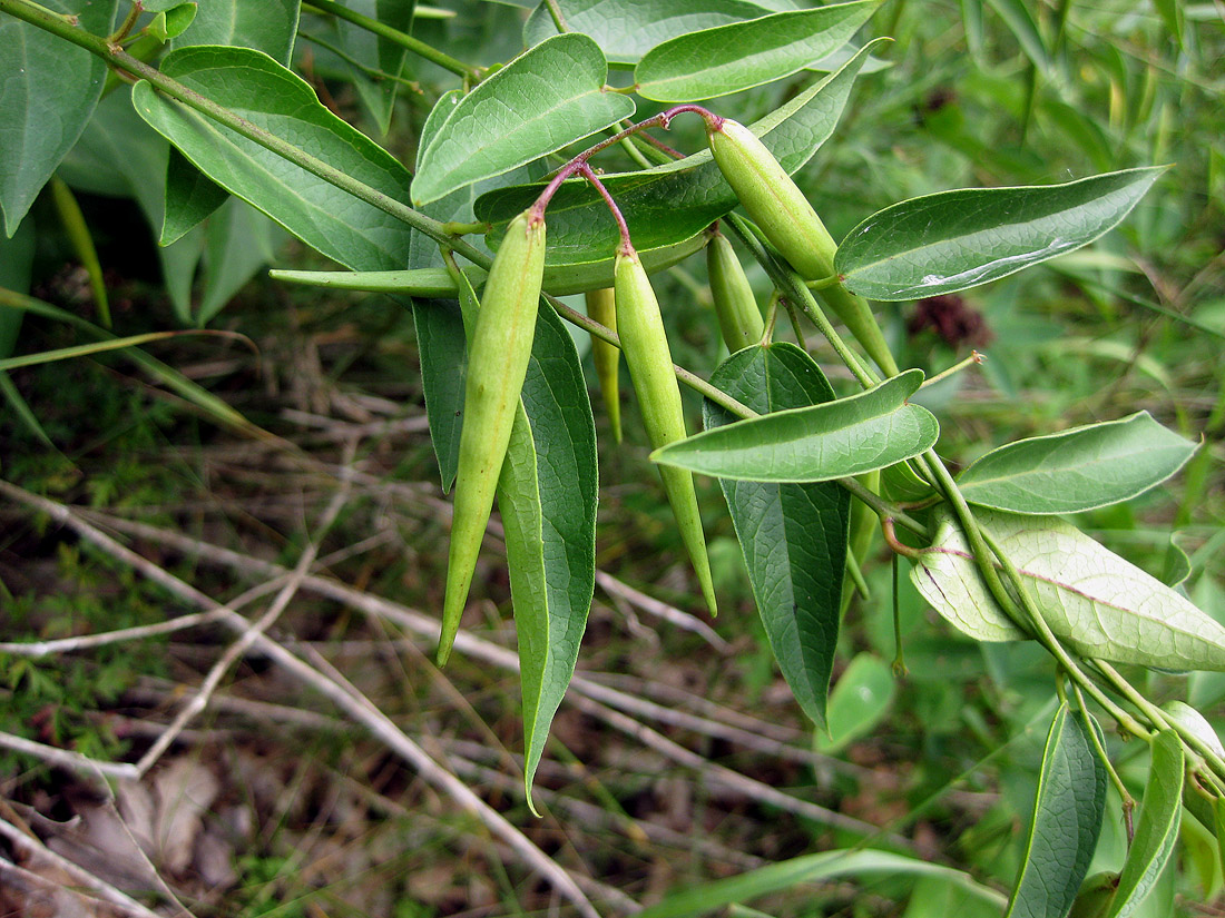 Image of Vincetoxicum hirundinaria specimen.