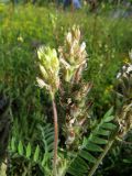 Oxytropis pilosa