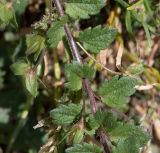 Veronica persica