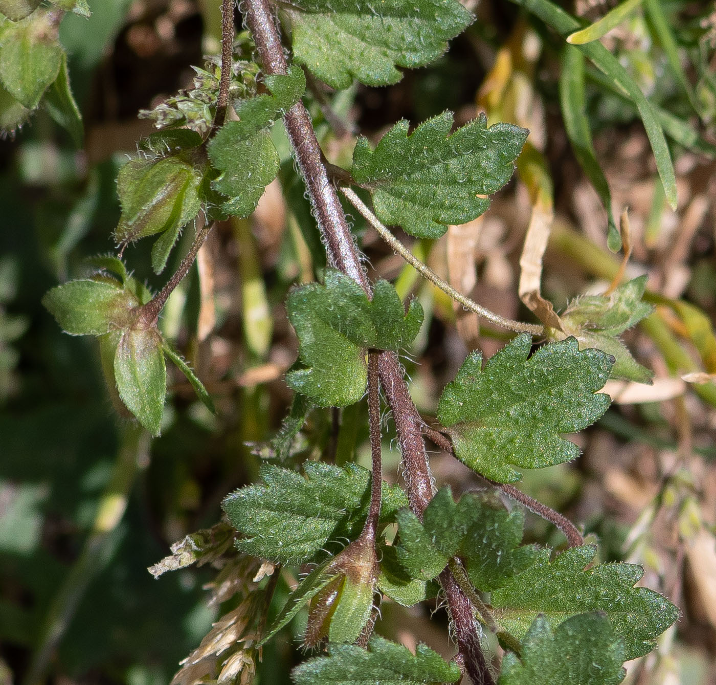 Image of Veronica persica specimen.