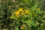 Hypericum patulum