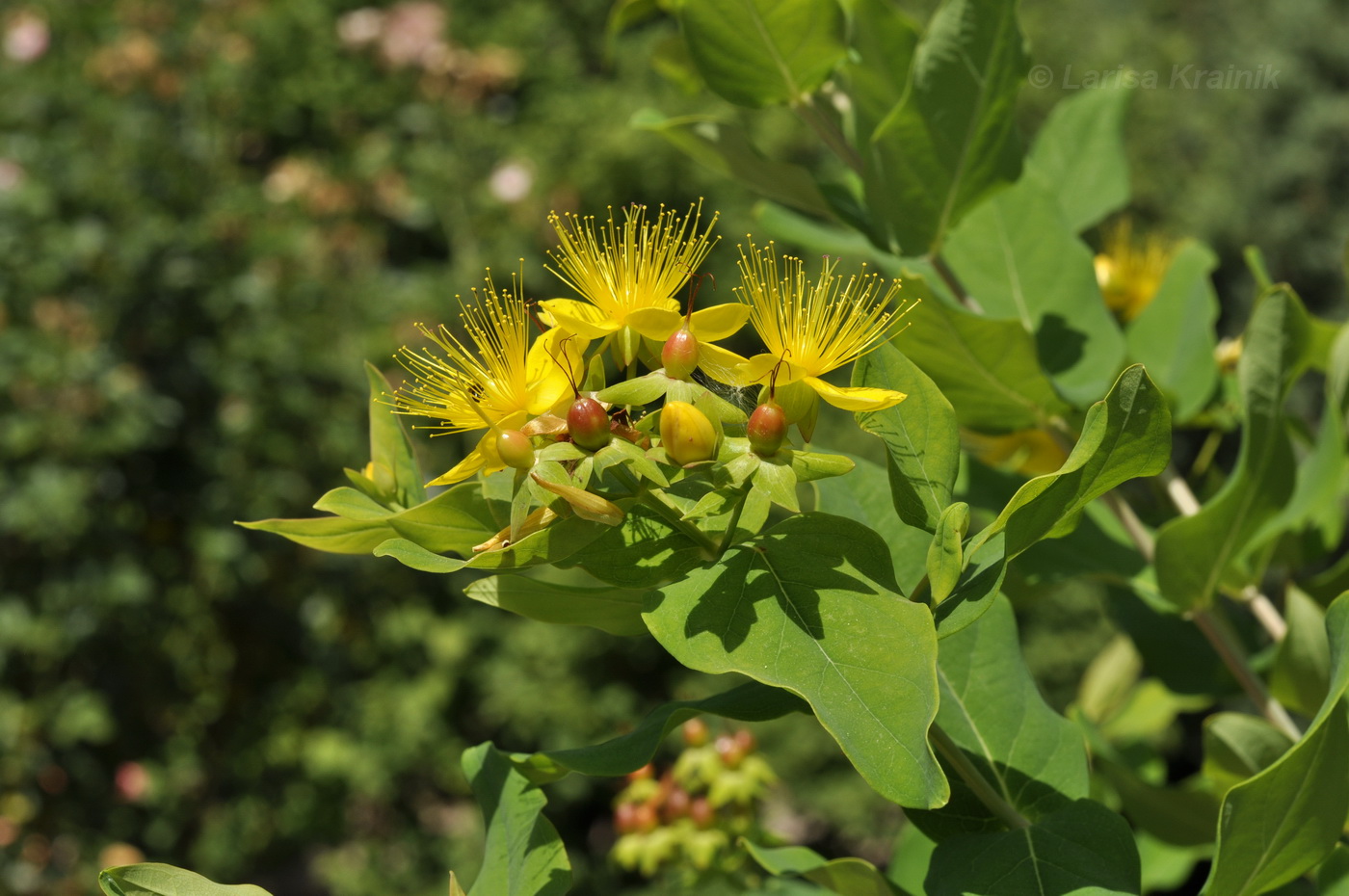 Image of Hypericum patulum specimen.