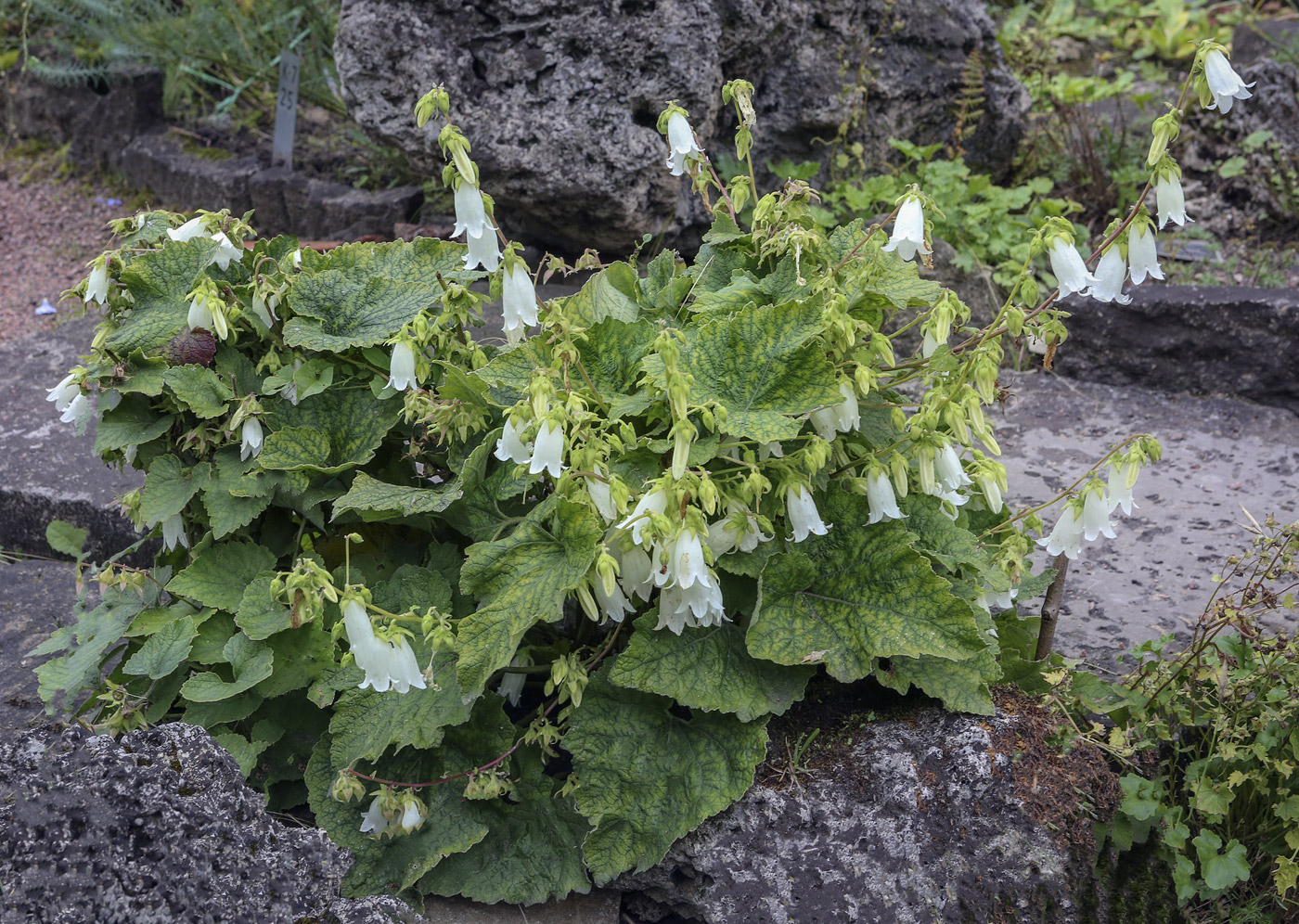 Изображение особи Campanula alliariifolia.