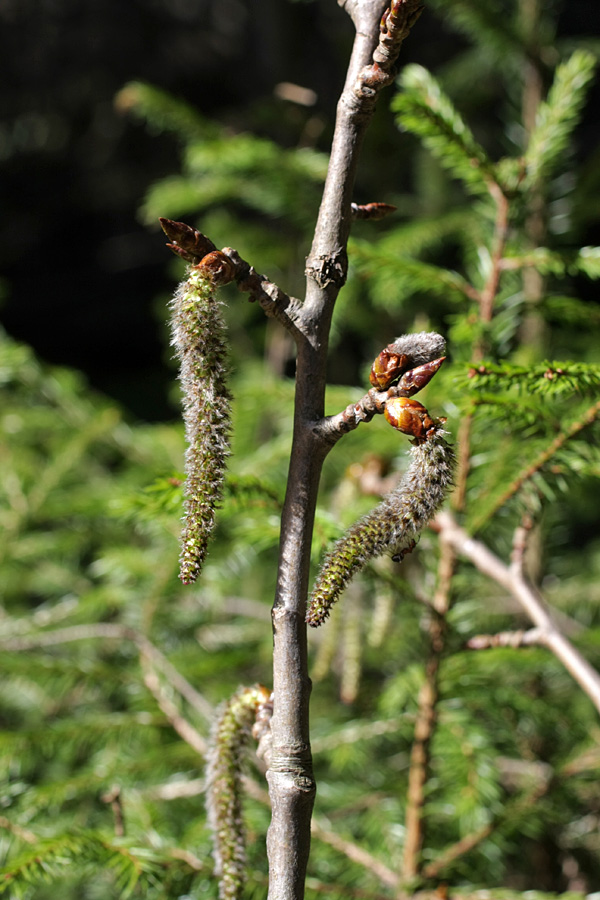 Image of Populus tremula specimen.