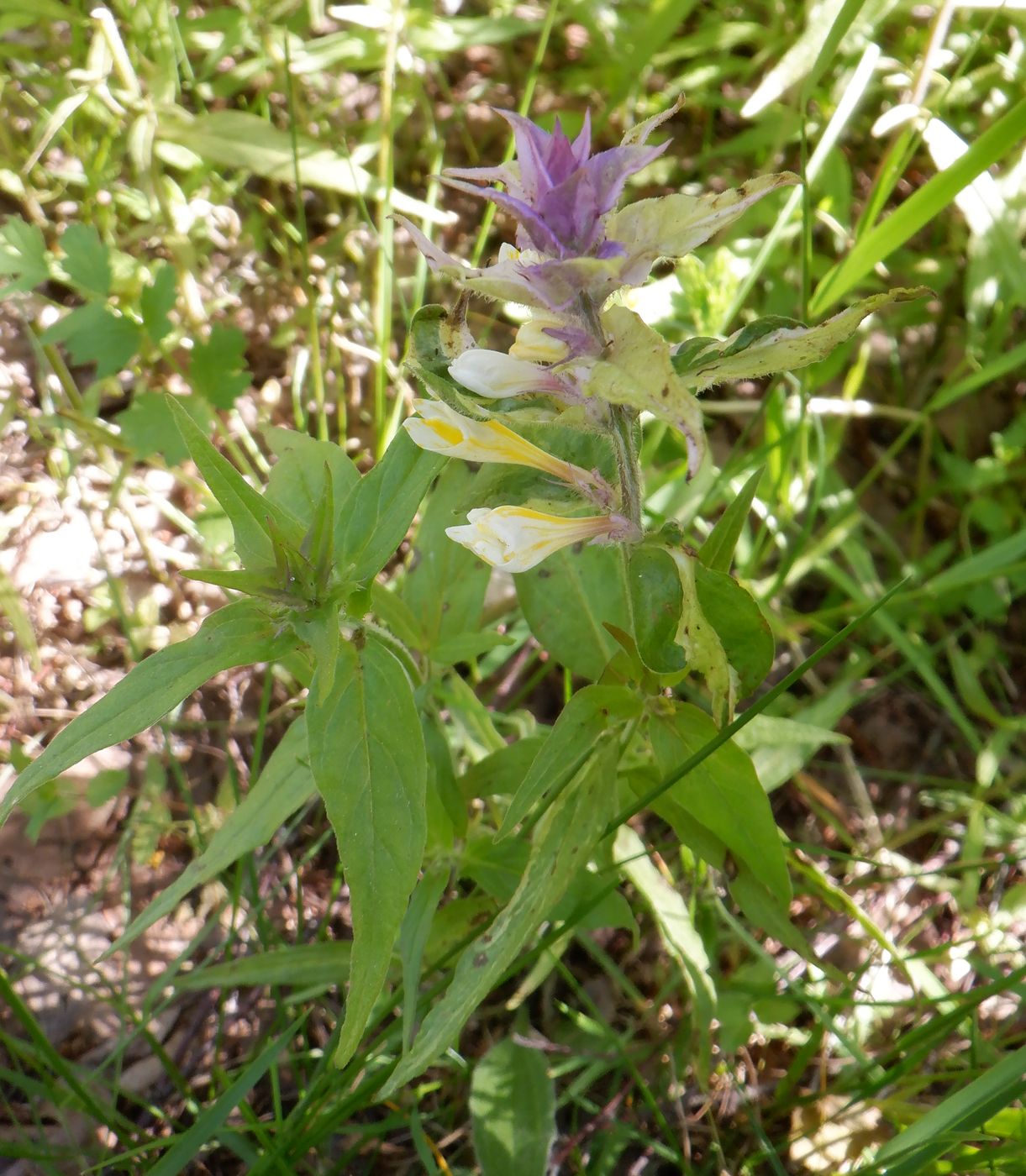 Image of Melampyrum nemorosum specimen.