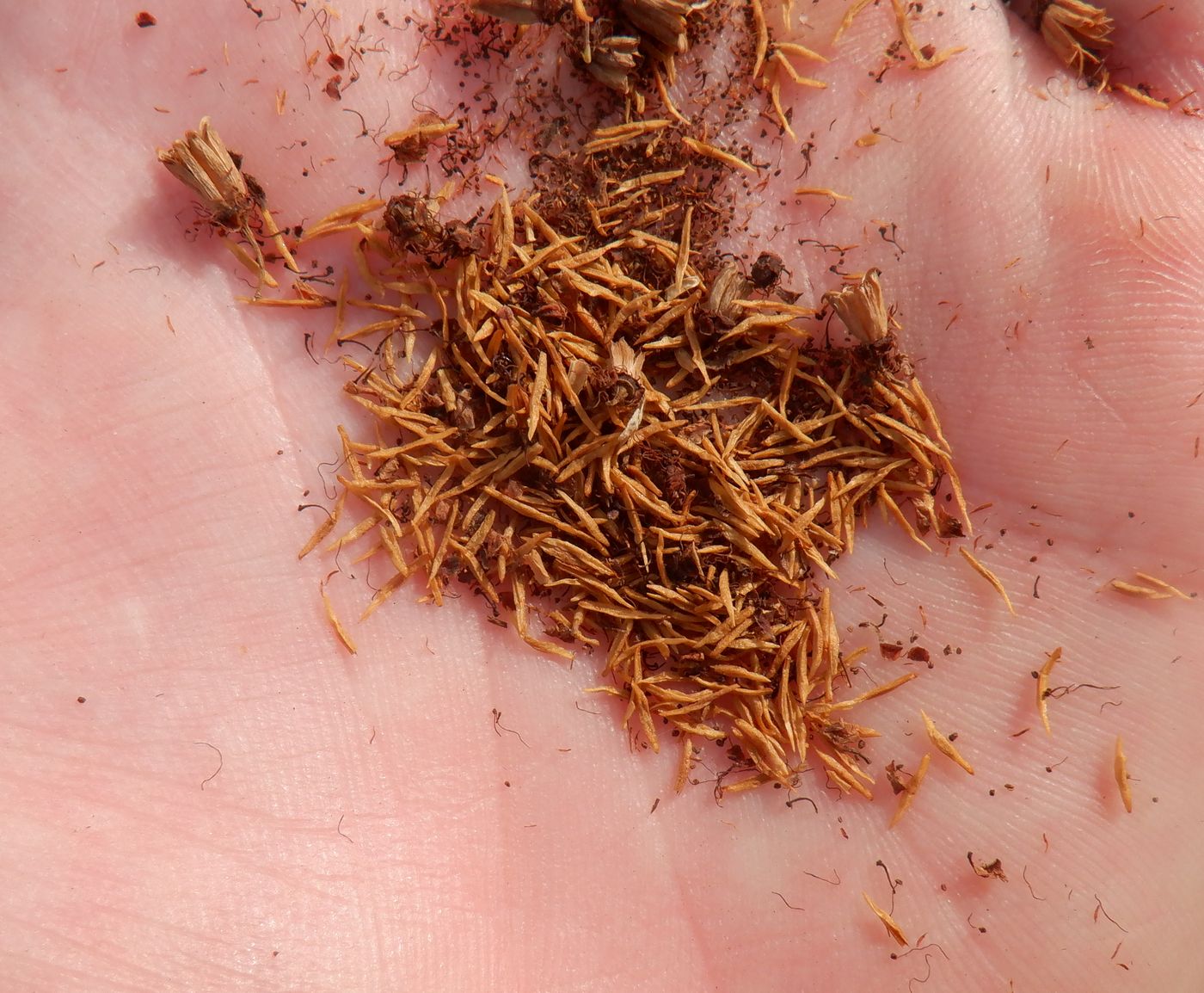 Image of Sorbaria sorbifolia specimen.