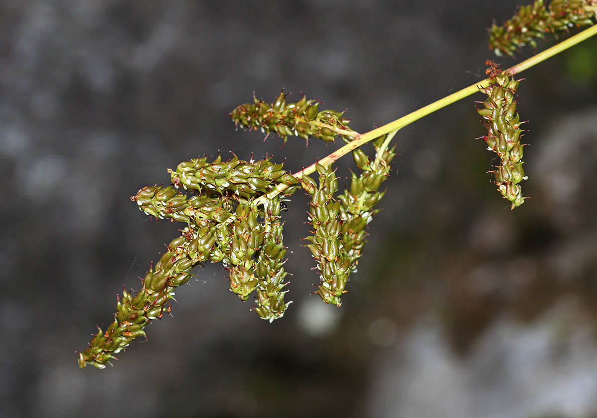 Изображение особи Aruncus parvulus.