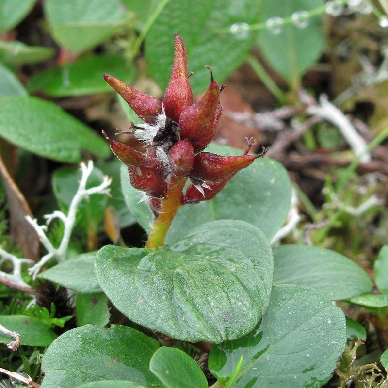 Image of Salix polaris specimen.