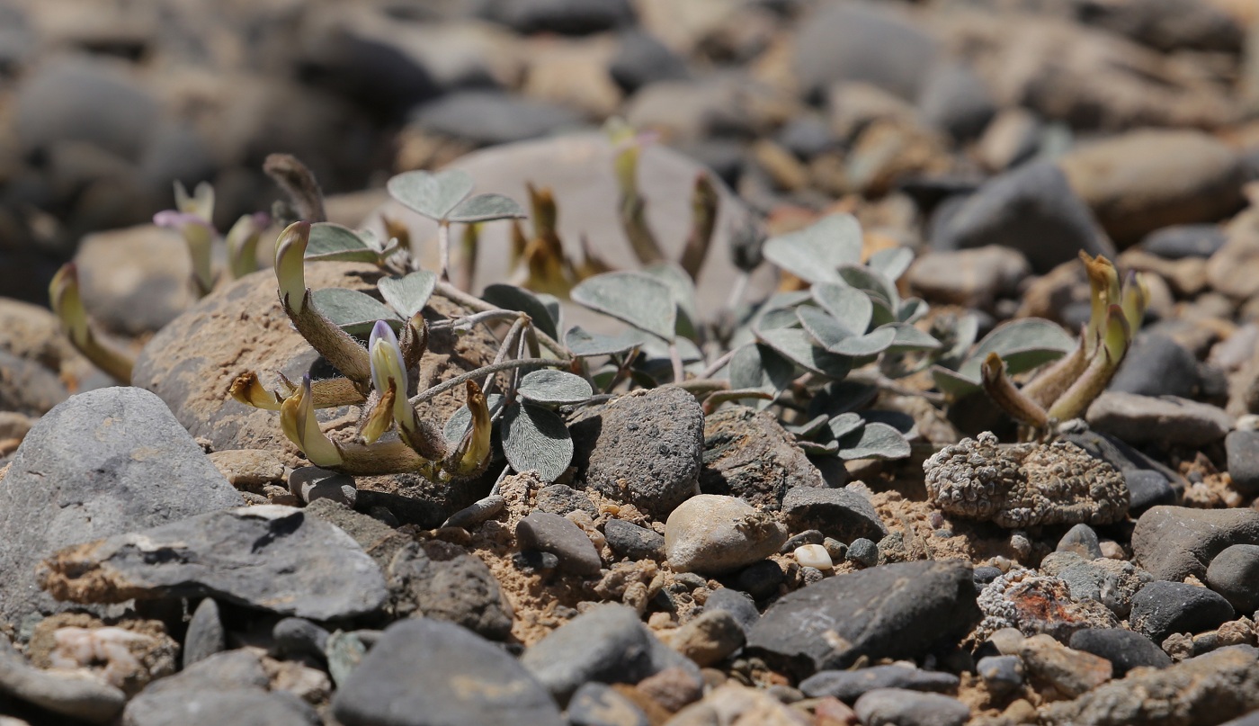 Image of Astragalus transnominatus specimen.