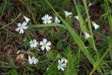 Cerastium arvense