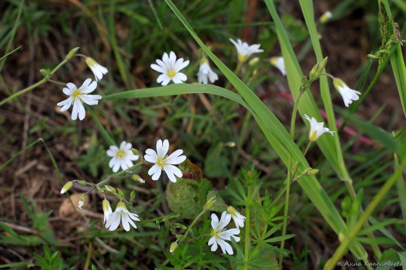 Image of Cerastium arvense specimen.