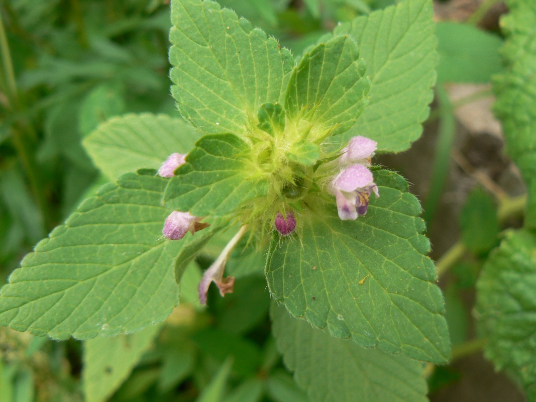 Изображение особи Galeopsis bifida.