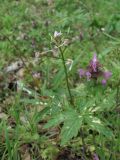 Cardamine quinquefolia